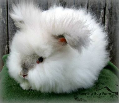 english angora rabbit